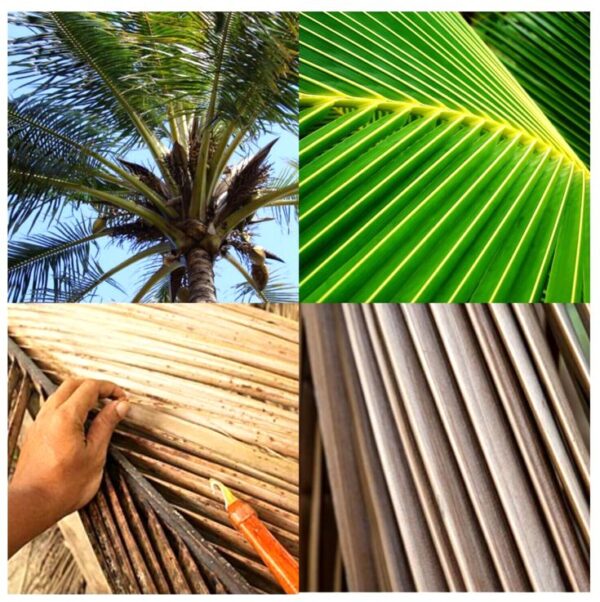 Daun kelapa - Image 2